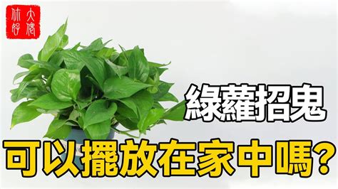 綠蘿招鬼 尖頂